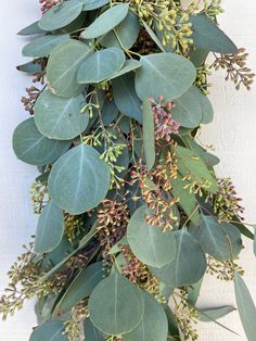 eucalyptus leaves and other greenery on a white background