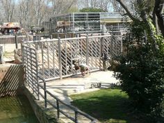 an animal park with animals and people walking on the walkway next to it's gates