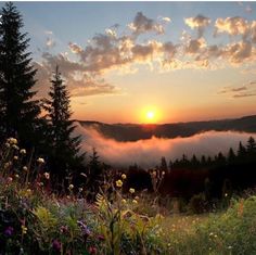 the sun is setting over some mountains with flowers in the foreground and clouds in the background