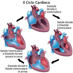 diagram of the human heart with three valves and two ventricals labeled in spanish