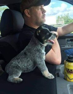 a man sitting in the back seat of a car holding a small dog