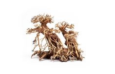 two small trees with very long roots on white background