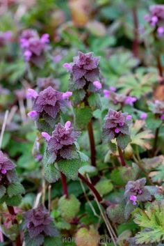 small purple flowers are growing in the grass