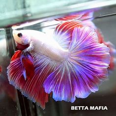 a betta fish with purple and red fins