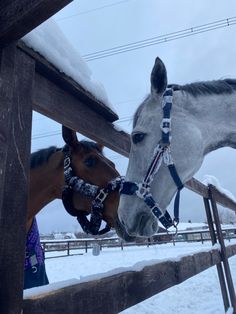 two horses standing next to each other in the snow