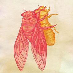 drawing of two cicadas, one yellow and the other pink with wings spread out