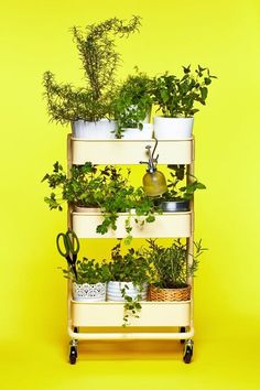 a shelf with plants on it against a yellow background