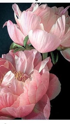 two pink flowers with green leaves in the middle and one large flower on the other side