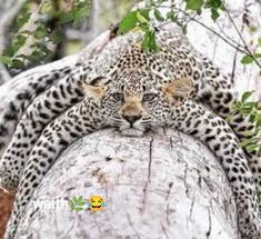 a leopard laying on top of a tree branch with its eyes closed and it's head resting on the trunk