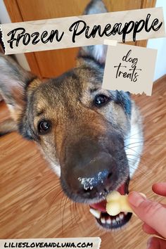 a dog is eating food from a persons hand with the words frozen pineapple on it