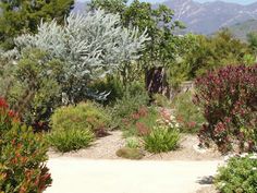 a dirt path surrounded by plants and trees with mountains in the background at daytime time