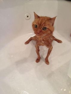 an orange cat sitting in a bath tub