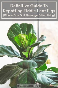 A large fiddle leaf fig (Ficus lyrata) with new leaf growth at the top of the plant in front of a window. Repotting Fiddle Leaf Fig Tree, Fiddle Fig Tree, Fig Trees, Plant Party, Trendy Plants