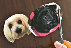 two dogs are looking at each other with their faces cut out