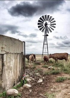 several cows grazing in an open field with a windmill behind them and dark clouds overhead