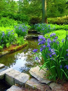 a garden with blue flowers and rocks in the water, surrounded by green grass and trees