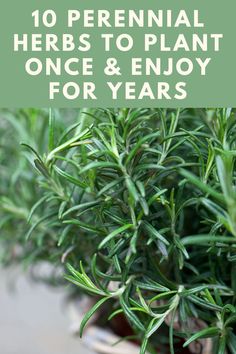 rosemary plants with text overlay that reads 10 perennial herbs to plant once & enjoy for years