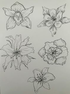 some flowers are drawn in black and white on a piece of paper with pencils