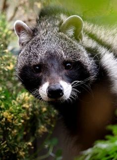 a close up of a raccoon near some plants