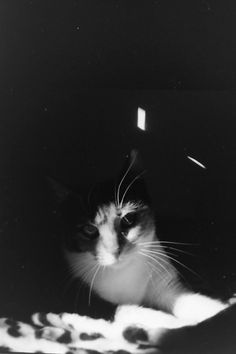 a black and white cat sitting in the dark