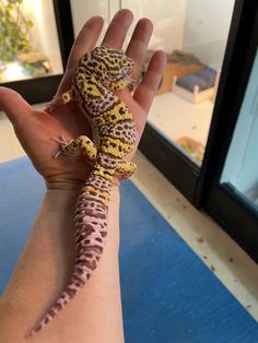 a small lizard sitting on top of someone's hand in front of a window