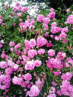 pink flowers blooming on the side of a tree in front of some bushes and trees