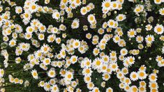 many white and yellow daisies are growing together