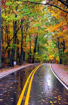 the road is wet and has fallen leaves on it