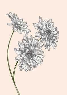 three white flowers with green stems on a light pink background, drawn by hand in pen and ink