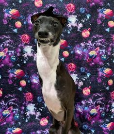 a black and white dog sitting in front of a purple background with colorful planets on it