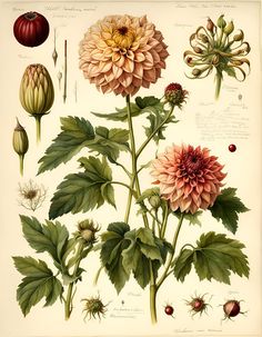 an illustration of various flowers and leaves