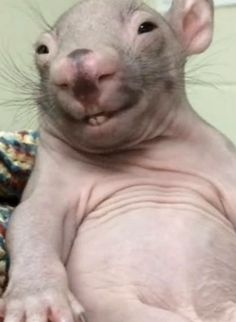 a hairless rat sitting on top of a bed with the caption, you're