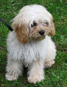 a small white and brown dog sitting on top of a green grass covered field next to a black leash