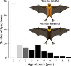 a bar graph shows the average number of bats in different species