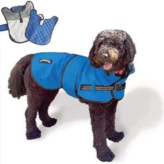 a dog wearing a blue coat and bib