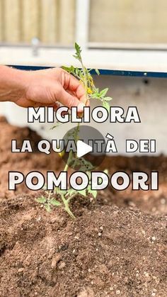 someone is holding a plant in the dirt with words above it that read, miguelra la quanta dei pomodori