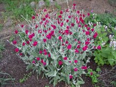 red and white flowers are growing in the dirt