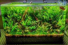 an aquarium filled with green plants and water