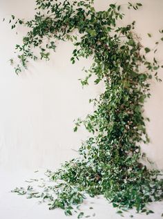 ivy growing up the side of a white wall