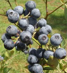 Fruit Love, Privacy Trees, Blueberry Bushes, Tree Nursery, Fast Growing Trees, Plant Information, Patio Plants