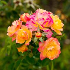 a bunch of flowers that are on a bush outside in the day time with some blurry behind them