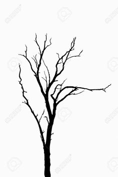 black and white silhouette of a bare tree with no leaves on it stock photo - 777