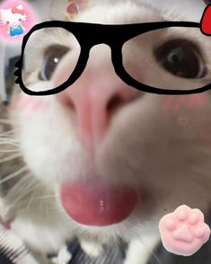 a white cat wearing glasses and sticking its tongue out to the camera, with hello kitty sticker on it's nose