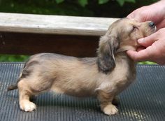 a small brown and black puppy being petted by someone's hand on top of a table