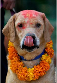 a dog with its tongue hanging out and flowers around it's neck is wearing a flower lei