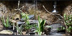 an aquarium with plants and rocks in it