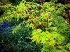 blue and green plants in the garden with red stems