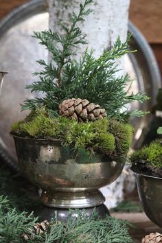 two metal bowls filled with plants and pine cones