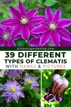 different types of clematis with names and pictures