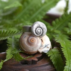 a snail shell sitting on top of green leaves